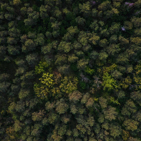 Aerial view of trees