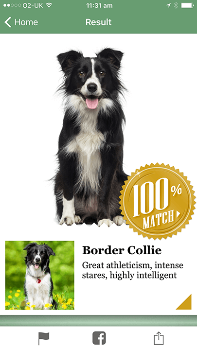 Screenshot showing picture with a 100% match to a Border Collie