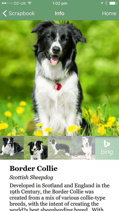 Screenshot of the Border Collie breed information