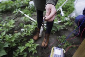 person testing soil