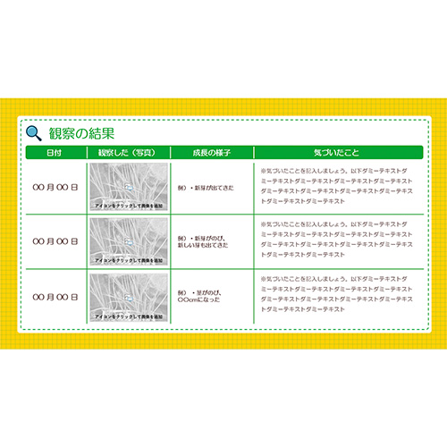 自由研究 (じゆうけんきゅう) ノート (野菜の再生栽培・観察 やさいのさいせいさいばい・かんさつ) 画像スライド-2