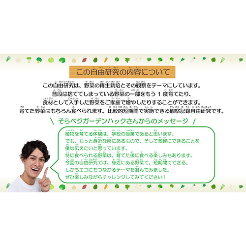 自由研究 (じゆうけんきゅう) ノート (野菜の再生栽培・観察 やさいのさいせいさいばい・かんさつ) 画像スライド-3